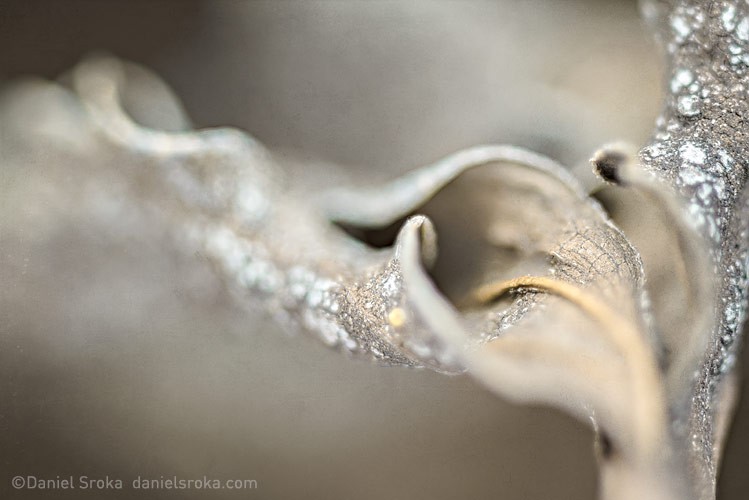 Daniel Sroka Botanical Abstracts
